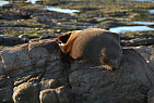 New Zealand - South Island / Kaikoura